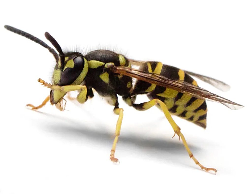 Yellowjacket (yellowjacket wasp)
